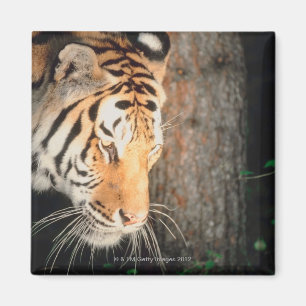 Tiger stalking magnet