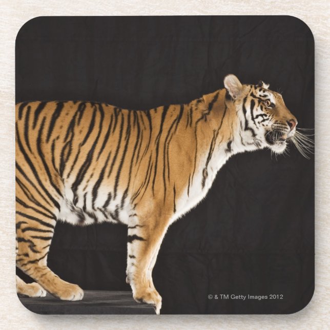 Tiger standing on platform coaster (Front)