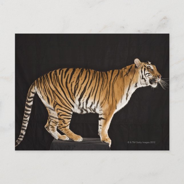 Tiger standing on platform postcard (Front)