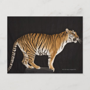 Tiger standing on platform postcard