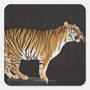 Tiger standing on platform square sticker
