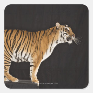 Tiger standing on platform square sticker