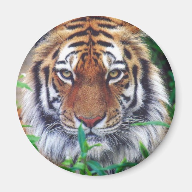 Tiger Stare Magnet (Front)