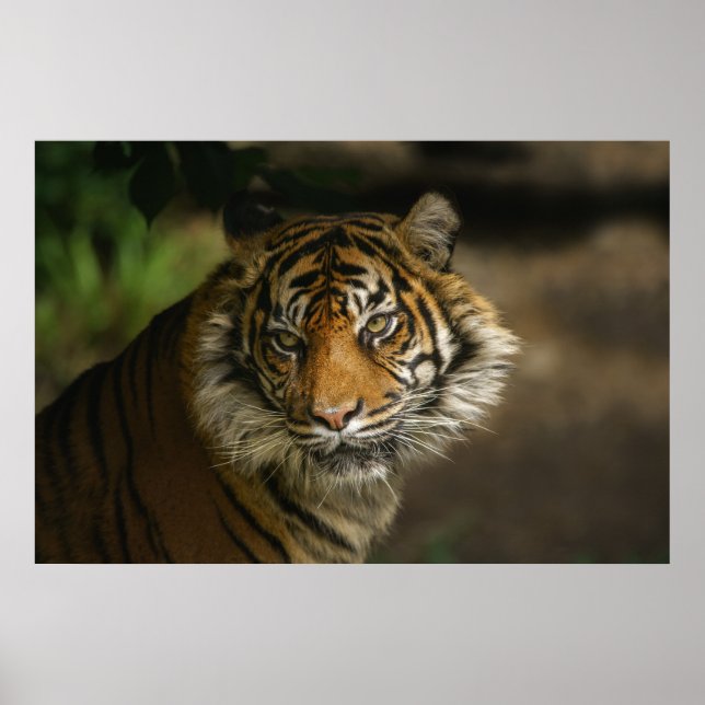 Tiger Stare Poster (Front)