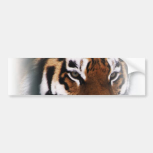 Tiger sticker