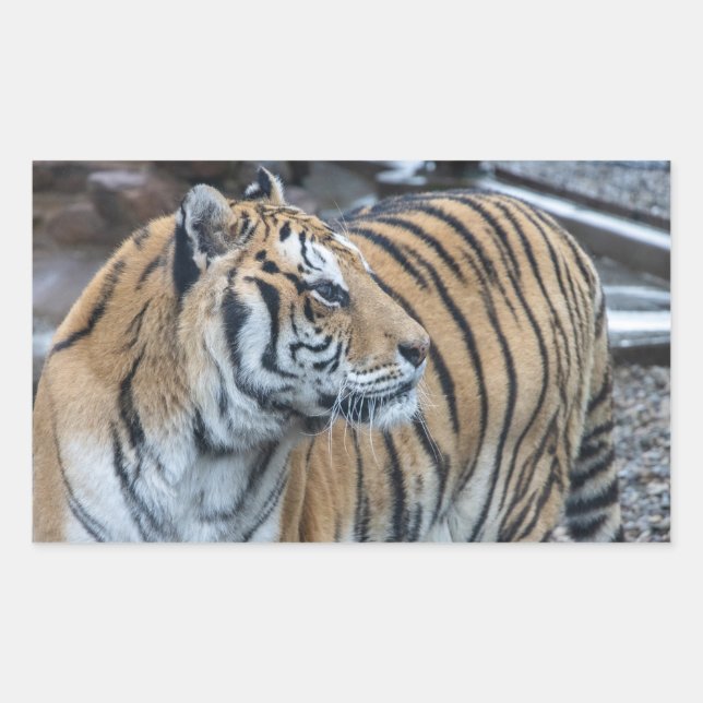 Tiger Stickers (Front)