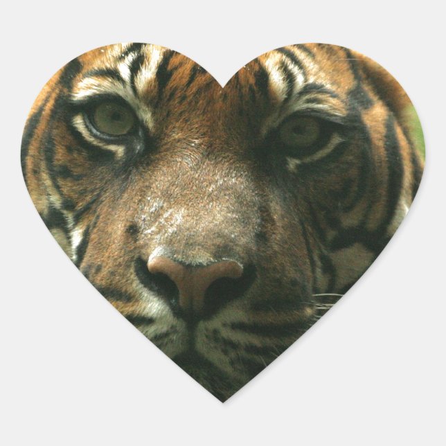 Tiger Stickers (Front)