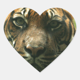 Tiger Stickers