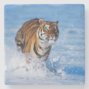 Tiger Stone Coaster