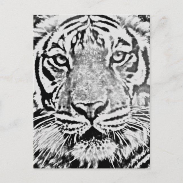 Tiger strength_ postcard (Front)