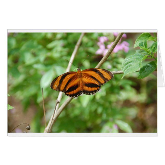 Tiger Stripe Butterfly (Front Horizontal)