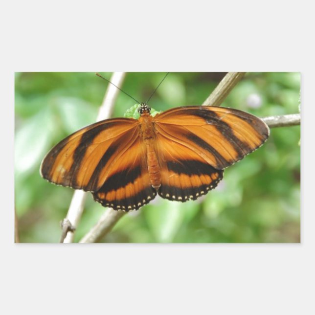 Tiger Stripe Butterfly Rectangular Sticker (Front)