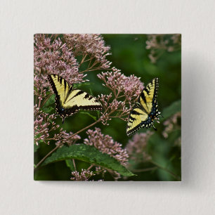 Tiger Swallowtail Butterflies on Joe Pye Weed 15 Cm Square Badge