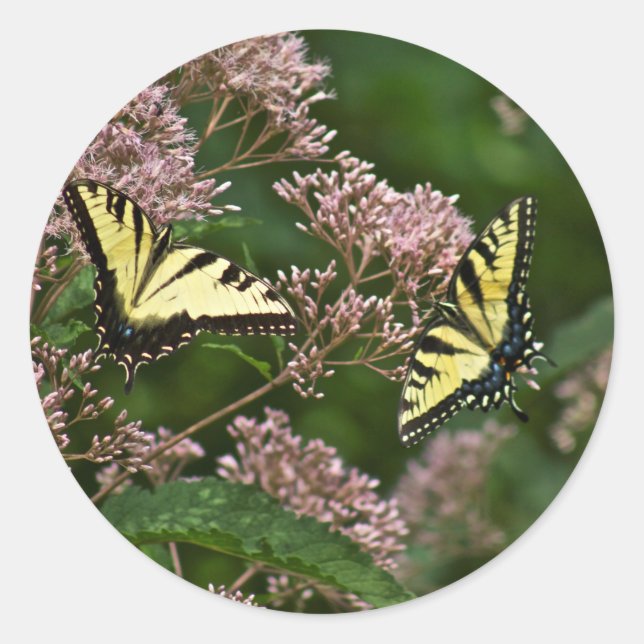 Tiger Swallowtail Butterflies on Joe Pye Weed Classic Round Sticker (Front)