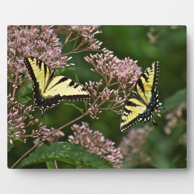 Tiger Swallowtail Butterflies on Joe Pye Weed Plaque (Front)
