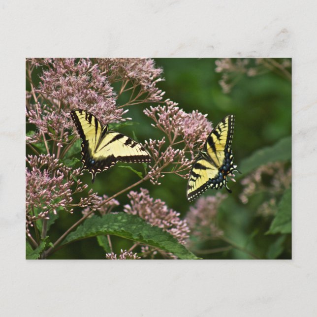Tiger Swallowtail Butterflies on Joe Pye Weed Postcard (Front)