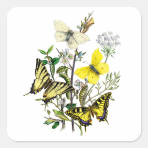 Tiger Swallowtail Butterflies Square Sticker