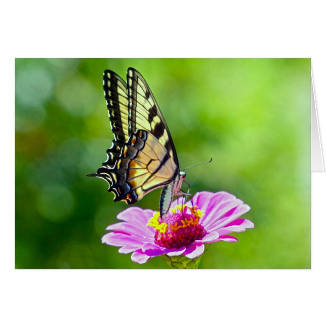 Tiger Swallowtail Butterfly (Front Horizontal)