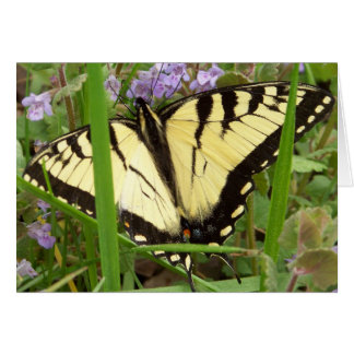 Tiger Swallowtail Butterfly