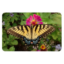 Tiger Swallowtail Butterfly 4"x6" Magnet