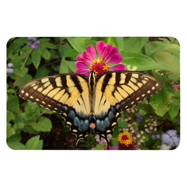 Tiger Swallowtail Butterfly 4"x6" Magnet (Horizontal)