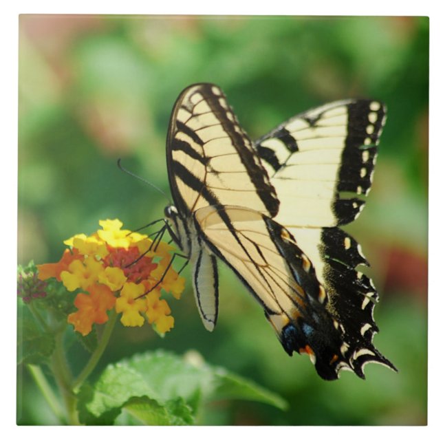 Tiger Swallowtail Butterfly Ceramic Tile (Front)