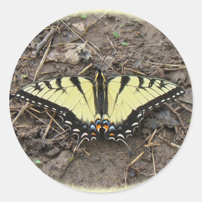 Tiger Swallowtail Butterfly Classic Round Sticker (Front)