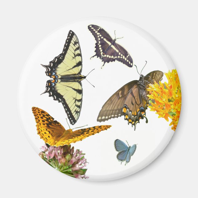 Tiger Swallowtail Butterfly Magnet (Front)