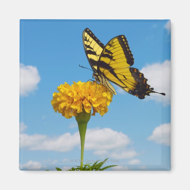 Tiger Swallowtail Butterfly on a Flower Magnet (Front)