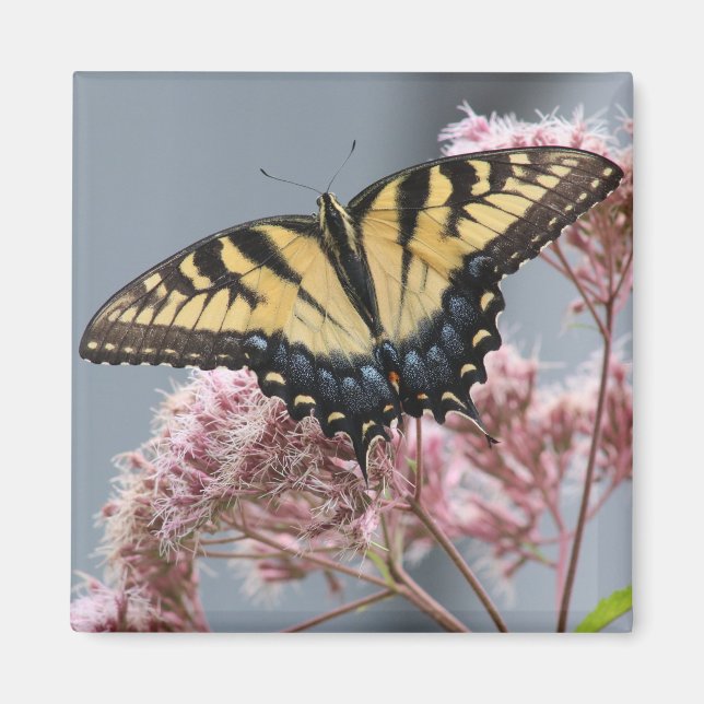 Tiger Swallowtail Butterfly on Pink flower Magnet (Front)