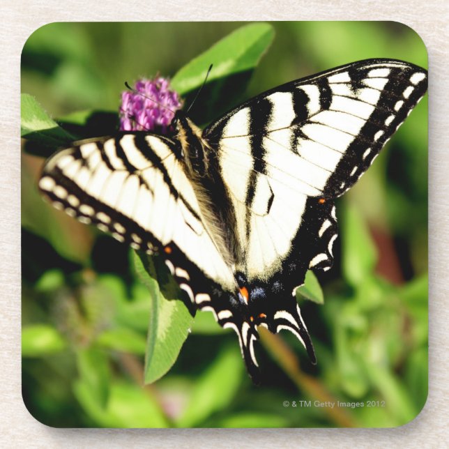 Tiger Swallowtail Butterfly. Papilio glacus. Coaster (Front)