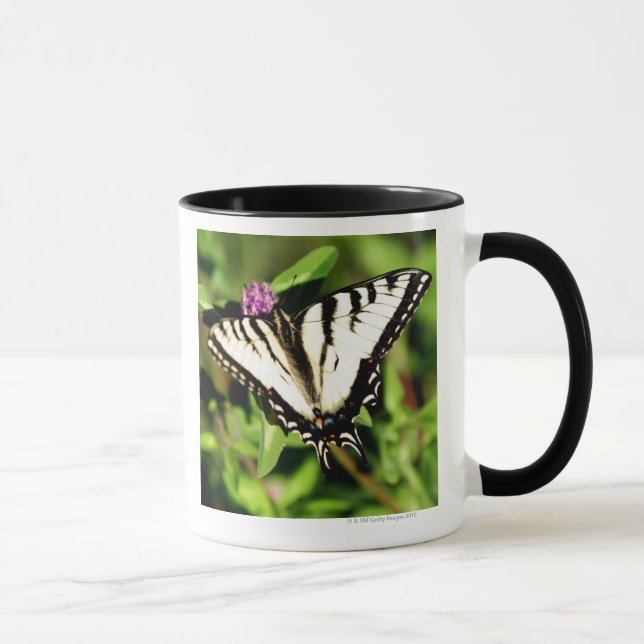 Tiger Swallowtail Butterfly. Papilio glacus. Mug (Right)