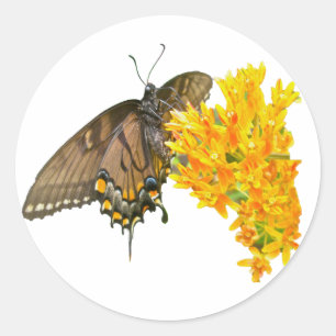 Tiger Swallowtail Butterfly (Papilio glaucas) Item Classic Round Sticker