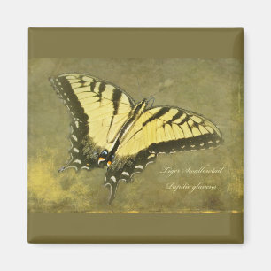 Tiger Swallowtail Butterfly - Papilio glaucus Magnet