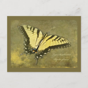Tiger Swallowtail Butterfly - Papilio glaucus Postcard