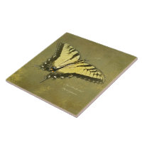 Tiger Swallowtail Butterfly - Papilio glaucus