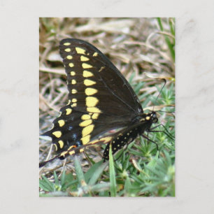 Tiger Swallowtail Butterfly Photo Postcard