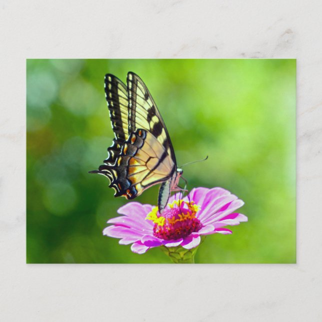Tiger Swallowtail Butterfly Postcard (Front)