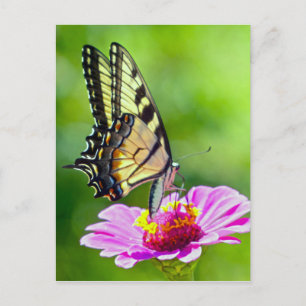 Tiger Swallowtail Butterfly Postcard