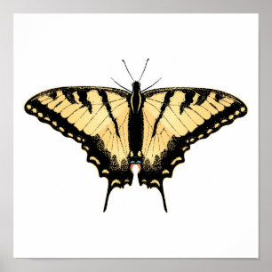 Tiger Swallowtail Butterfly Poster