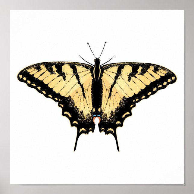 Tiger Swallowtail Butterfly Poster (Front)