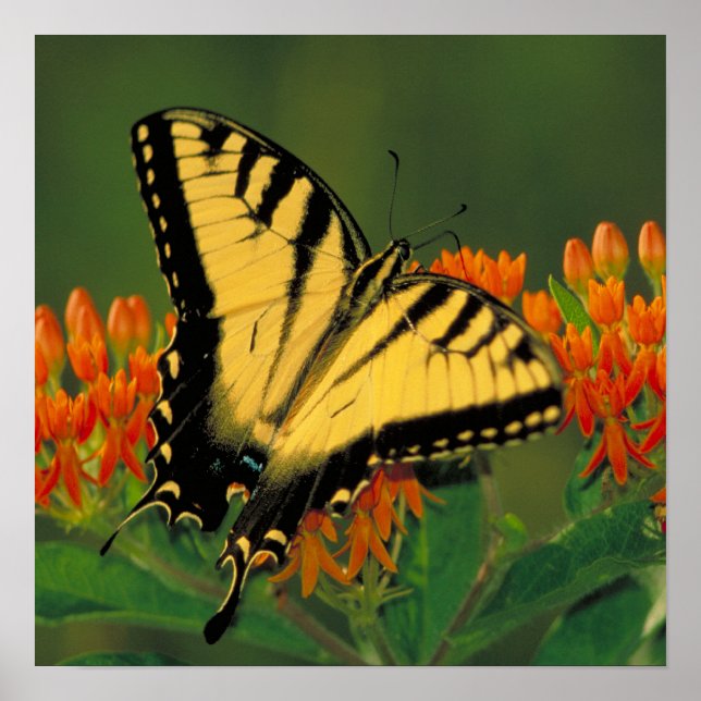 Tiger Swallowtail Butterfly Poster (Front)