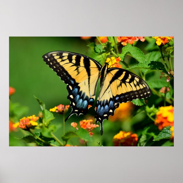 Tiger Swallowtail Butterfly Poster (Front)