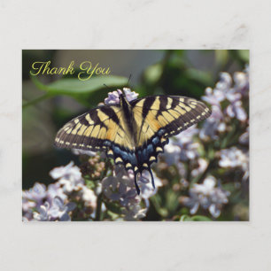 Tiger Swallowtail Butterfly Thank You Postcard