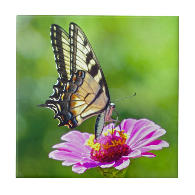 Tiger Swallowtail Butterfly Tile (Front)