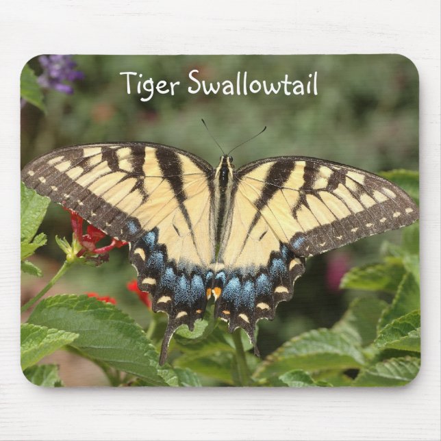 Tiger Swallowtail Mouse Pad (Front)