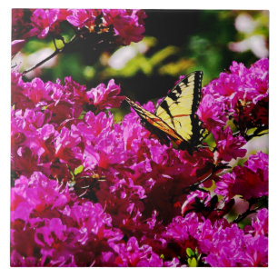 Tiger Swallowtail on Azalea Tile