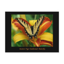 Tiger Swallowtail on Daylily