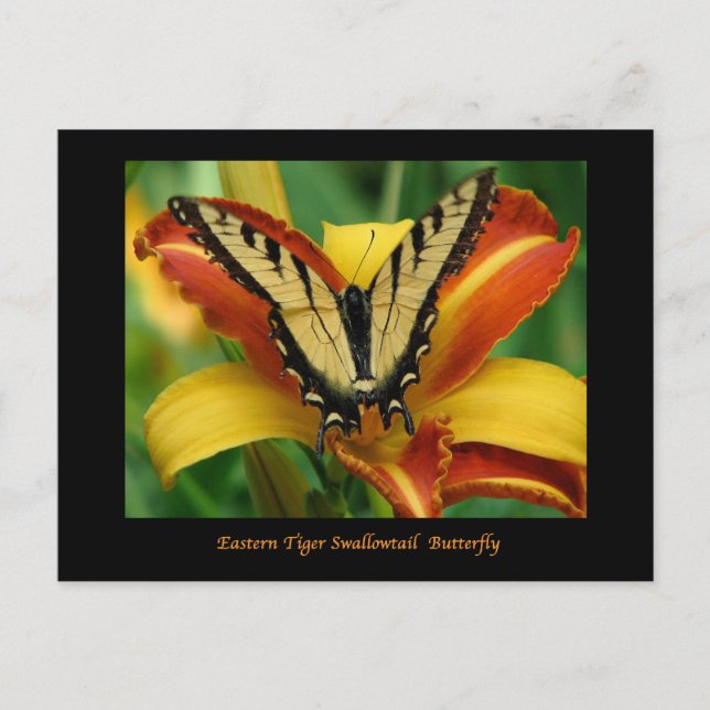 Tiger Swallowtail on Daylily Postcard (Front)
