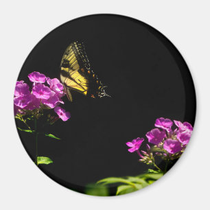 Tiger Swallowtail on Phlox Magnet